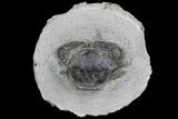 D Fossil Crab (Pulalius) Washington - Washington State #92918-1